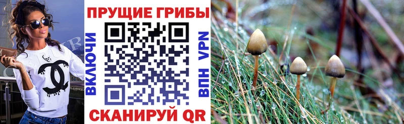 что такое   Сосновоборск  Псилоцибиновые грибы ЛСД 